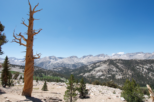 Sequoia Redwoods und LeConte Divide